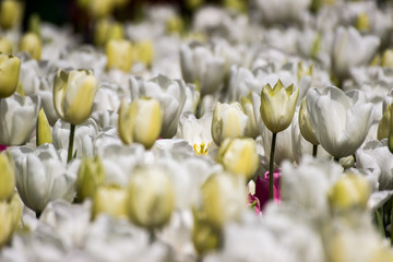 Keukenhof 