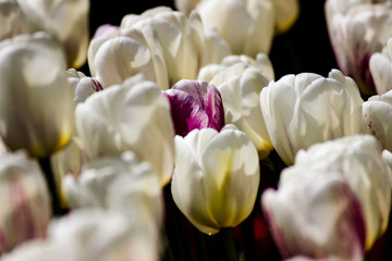 Keukenhof 