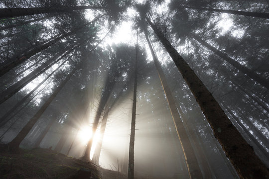 Fototapeta the sun inside a woods in a foggy day