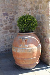 Obraz premium Vase - Amphore - Buchs