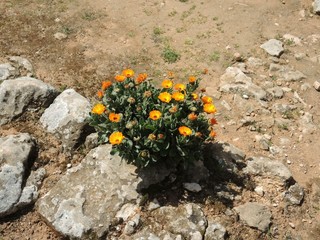 Blumen & Steine