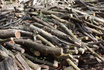 Many cut Branches on the background of Wooden Bricks Isoalted