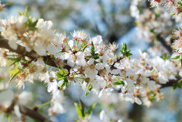 Spring Cherry Blossom Sakura in Spring time over blue sky.