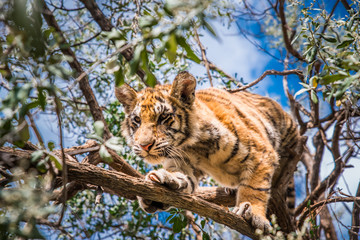 Tiger in Jungle, South Africa, Wild animal