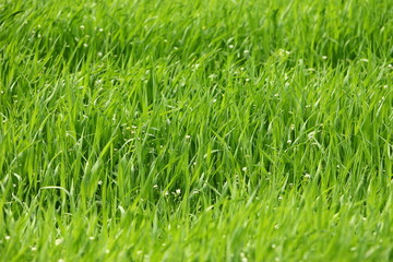 Field of young green wheat. Cereals in the spring.