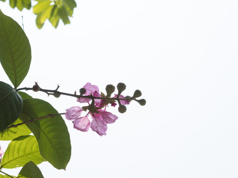 purple inthanin flowers are blooming in full of trees