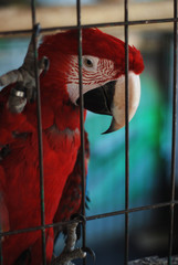 Colorful Parrot - Red Blue Orange Macaw at the Zoo over Bars