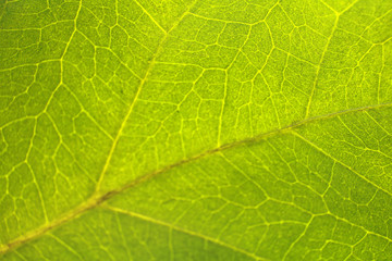 Fototapeta na wymiar Leaf pattern. Closeup leaf texture.