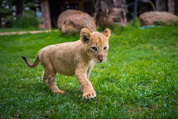 Young lion on green grass - photo with edit space