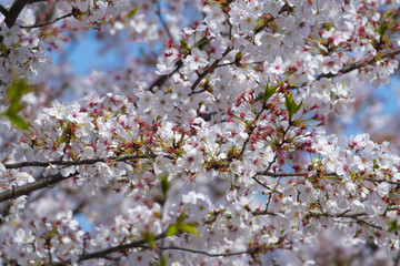 Cherry blossom festival in Ueno Park in Tokyo, Japan.