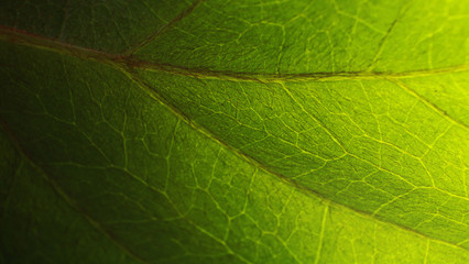 Leaf pattern. Closeup leaf texture.