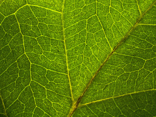 Leaf pattern. Closeup leaf texture.