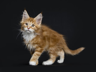 Fototapeta na wymiar Sweet red tabby with white Maine Coon cat / kitten walking and looking very cute to camera isolated on black background