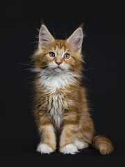 Fototapeta na wymiar Sweet red tabby with white Maine Coon cat / kitten sitting straight up isolated on black background