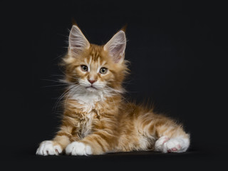 Sweet red tabby with white Maine Coon cat / kitten laying down like sphynx isolated on black background
