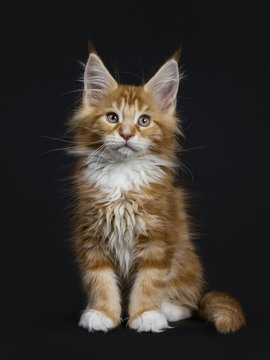 Sweet red tabby with white Maine Coon cat / kitten sitting straight up isolated on black background