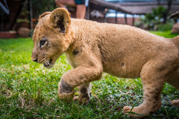 Lion play on the grass - beautiful photo, edit space