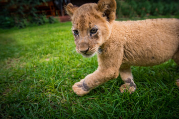 Lion play on the grass - beautiful photo, edit space