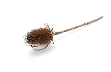 Dry thistle isolated on white background