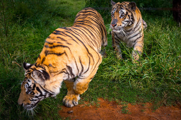 Two wild tigers on grass