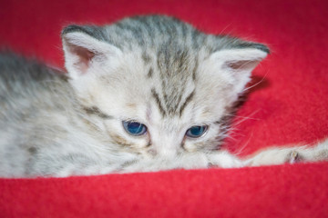 Cute striped kitten