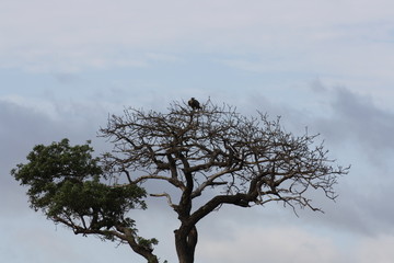 Eagle in the tree