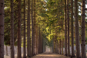 Fototapeta premium green corridor of pine trees in the Park in the spring