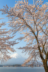 Sakura cherry blossom and Mt. Fuji at Kawaguchiko lake , Japan  in spring season