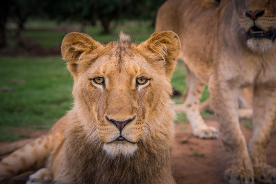 Lion female portrait. Close up photo