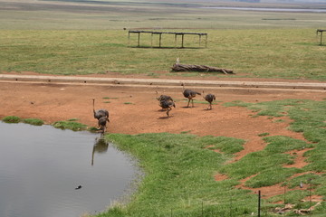 ostrich at the waterpool with friends
