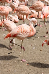 flamingo in a group