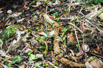child's hands throwing out kitchen waste from the vintage cutting board to the garden compost heap for recycling and fertilizer