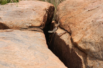 salamander on his way