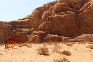 Camel on Wadi Rum desert in Jordan