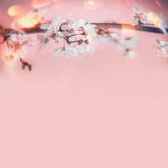 Pretty spring background with  white cherry blossom at pastel pink background with sunny bokeh, border