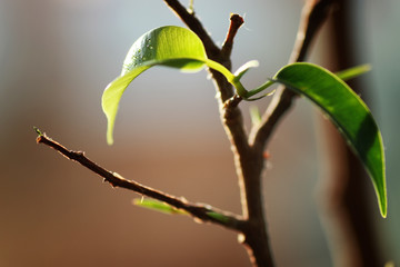 small leaf on a branch