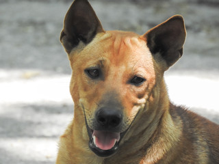 Happy Thai brown dog is smiling at cameraman