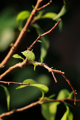 small leaf on a branch