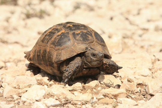 Spur-thighed Tortoise (Testudo graeca) in natural habitat