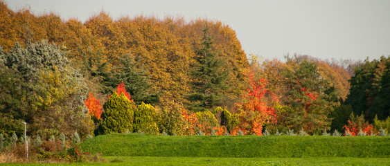 Obraz premium Autumn Colors in Lucca