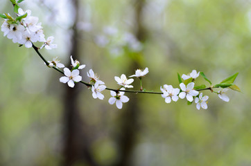 Obraz premium Flowering branch, tree with white blossoms and green leaves on a blurry pastel background