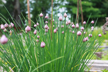 farm in nature outdoor