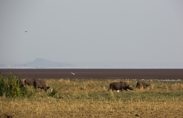 Kaffernbüffel in der Savanne