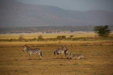Fototapeta premium Zebra (Equus quagga)
