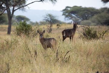 Antilopen - Savanne - Afrika