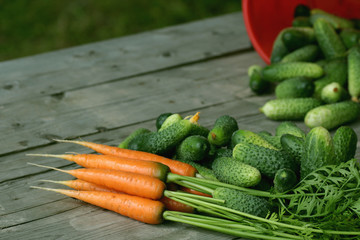 fresh crop of carrots and cucumbers