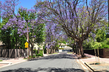 Little suburban street full of green trees and blooming jacaranda. Adelaide, Australia