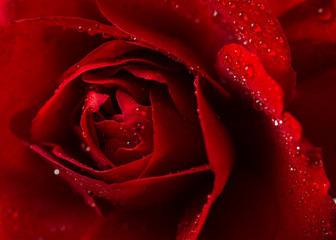 red rose in close up view