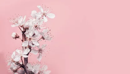 Rollo White cherry blossom at pastel pink background, spring nature and holidays layout © VICUSCHKA