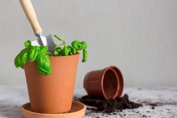 flowers put in the new pots, home gardening scene